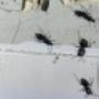 Nid de fourmis charpentières dans un cadre de fenêtre. Nid de fourmis charpentières dans un cadre de fenêtre.