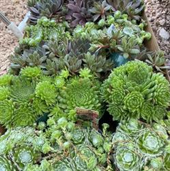 Roots & Shoots Grow & Garden Decor