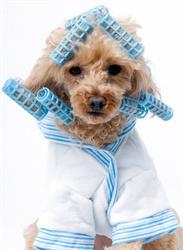 Paw Tyme Dog Grooming & Spa