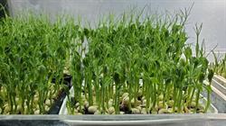 MSVFarm Microgreen kits