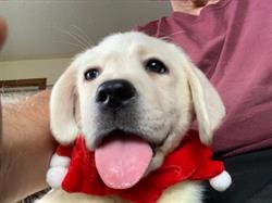 Asklar Labradors