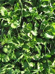 Club Agri-Durable