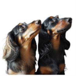 Painted Paws Pet Spa