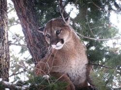 Skinner Creek Hunts