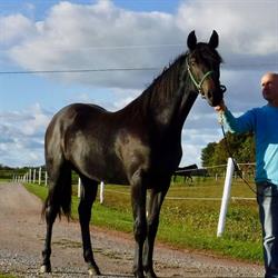 Woodmere Standardbreds