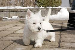 Ardendale Kennels