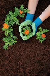 Eco Mulch