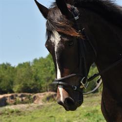 White Forest Farm Equestrian Center