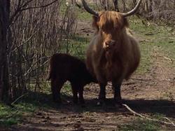 Farfield Farm - Quality Highland Beef