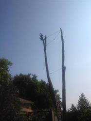 Urban Forest Tree Care