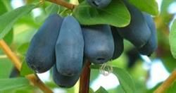 Le Petit Verger