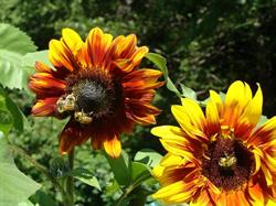 Grand Forks Learning Garden