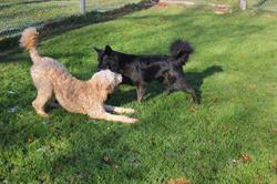 Vinegar Hill Kennels
