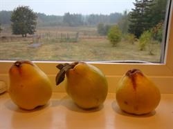 Quinceotica Farm