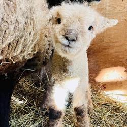 Cedar Hollow Alpaca Farm