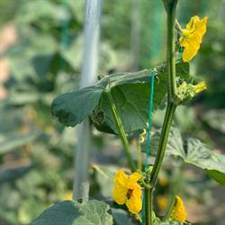 The Honest Fresh Produce - Kelowna