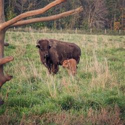 Northwind Bison
