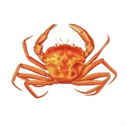 Crab Hot Lau