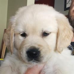 Applecroft Golden Retrievers