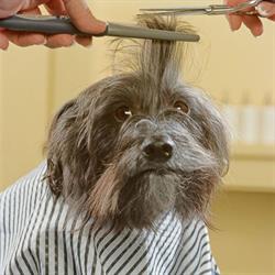 Puppy Parlour Grooming