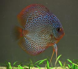 Leviathan Aquatics