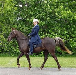 Silver Gait Stables