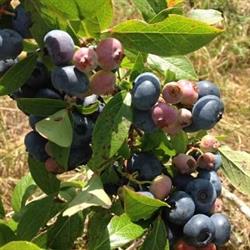 Berry Hill Farm