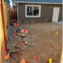 A backyard marked with multiple utility locate flags in red, orange, and yellow, indicating the presence of underground lines. The flags are spread throughout the lawn and along the gravel border beside a wooden fence. A backyard marked with multiple utility locate flags in red, orange, and yellow, indicating the presence of underground lines. The flags are spread throughout the lawn and along the gravel border beside a wooden fence.