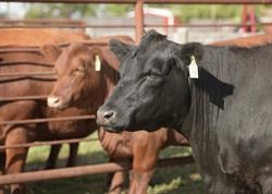 Shiloh Cattle Company