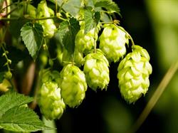 Vancouver Island Hop Co.