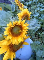 Beausejour Farmers' Market