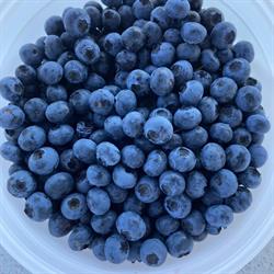 Macdonald Blueberries