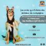 Les soins quotidiens des animaux de compagnie Les soins quotidiens des animaux de compagnie