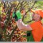 Our year-round tree services include anything to do with the health and growth of your trees, shrubs and bushes. Whether you are removing dead wood from the tree, pruning the tree, or removing a tree, we employ a team capable of helping you. Our year-round tree services include anything to do with the health and growth of your trees, shrubs and bushes. Whether you are removing dead wood from the tree, pruning the tree, or removing a tree, we employ a team capable of helping you.