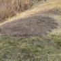 Stump grinding Stump grinding