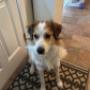 Pet sitting and dog walking services offered in Vancouver and surrounding areas in British Columbia. Pet sitting and dog walking services offered in Vancouver and surrounding areas in British Columbia.