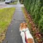 Pet sitting services offered in Vancouver and surrounding areas in British Columbia. Pet sitting services offered in Vancouver and surrounding areas in British Columbia.