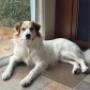 Pet sitting services offered in Vancouver and surrounding areas in British Columbia. Pet sitting services offered in Vancouver and surrounding areas in British Columbia.