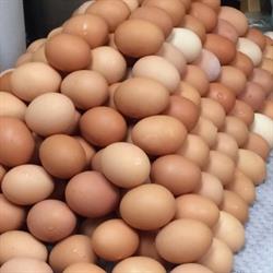 Chicken Fart Farms
