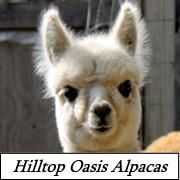 Hilltop Oasis Alpacas