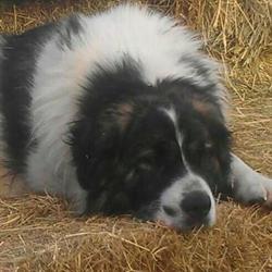 Sweetsbridge Farm