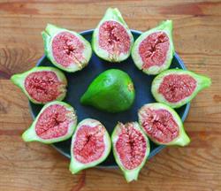 Exotic Fruit Nursery