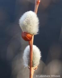 Lakeshore Willows