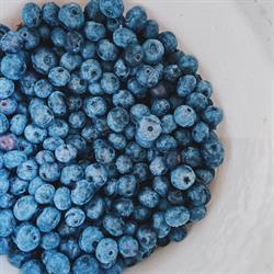TNT Berries - Blueberry Farm