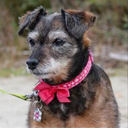 Canines & Critters Pet Sitting