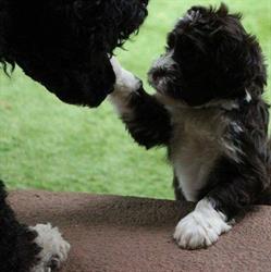 Charbr Portuguese Water Dogs