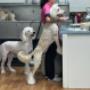 Kennel free dog groomer in kelowna hanging out with the dogs at kelowna paw spa. Kennel free dog groomer in kelowna hanging out with the dogs at kelowna paw spa.