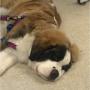 Very happy with his grooming at kelowna paw spa. Very happy with his grooming at kelowna paw spa.