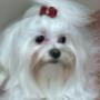 shitzu with red bow after being groomed at kelowna paw spa groomer in kelowna shitzu with red bow after being groomed at kelowna paw spa groomer in kelowna