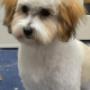 Dog very happy with a pink bow after being groomed at kelowna paw spa kelownas top groomer. Dog very happy with a pink bow after being groomed at kelowna paw spa kelownas top groomer.
